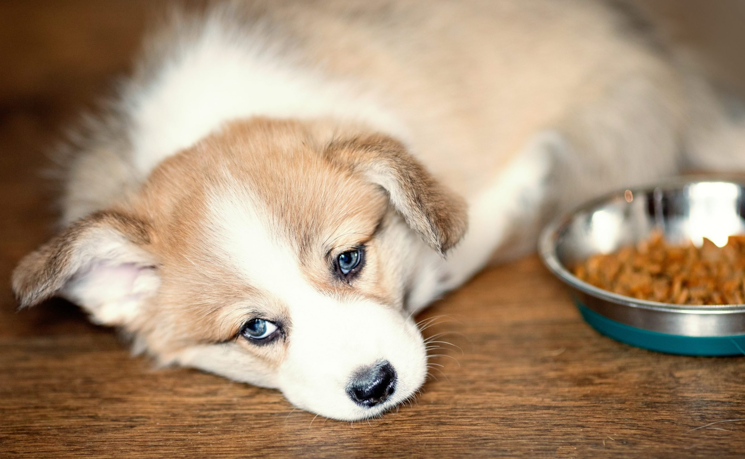 Is Chicken Safe for Dogs to Eat? Is this a true statement? How Do You Prepare Your Dog for It?