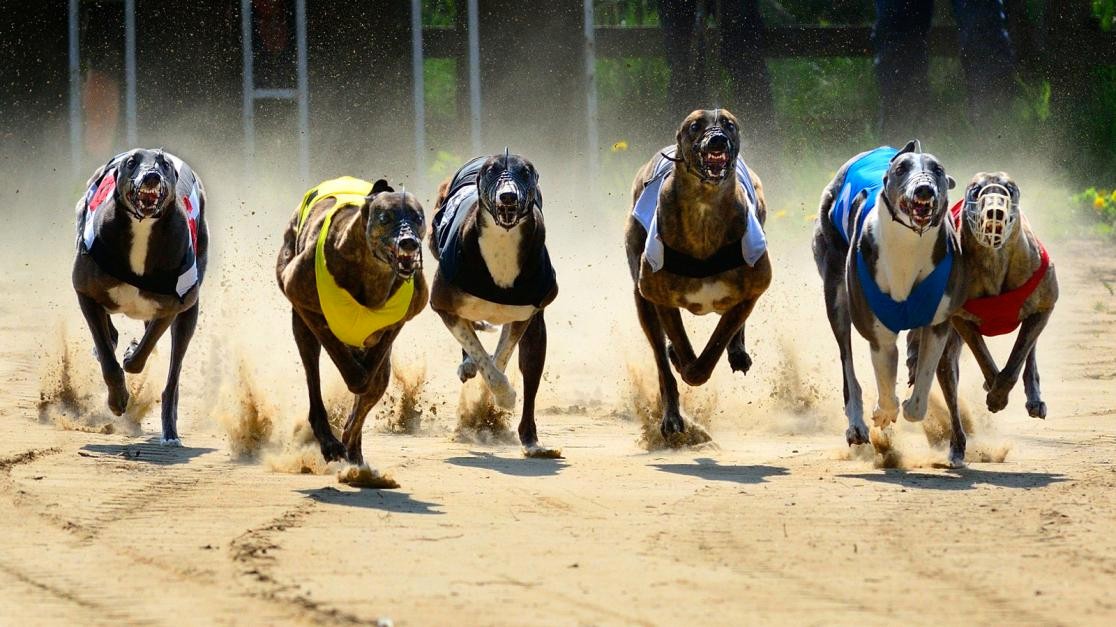 Deciphering Greyhounds Betting Odds