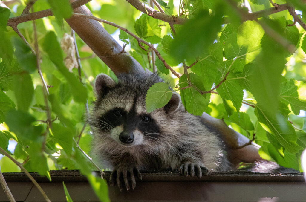 Top 5 reasons you need a wildlife removal company in your area