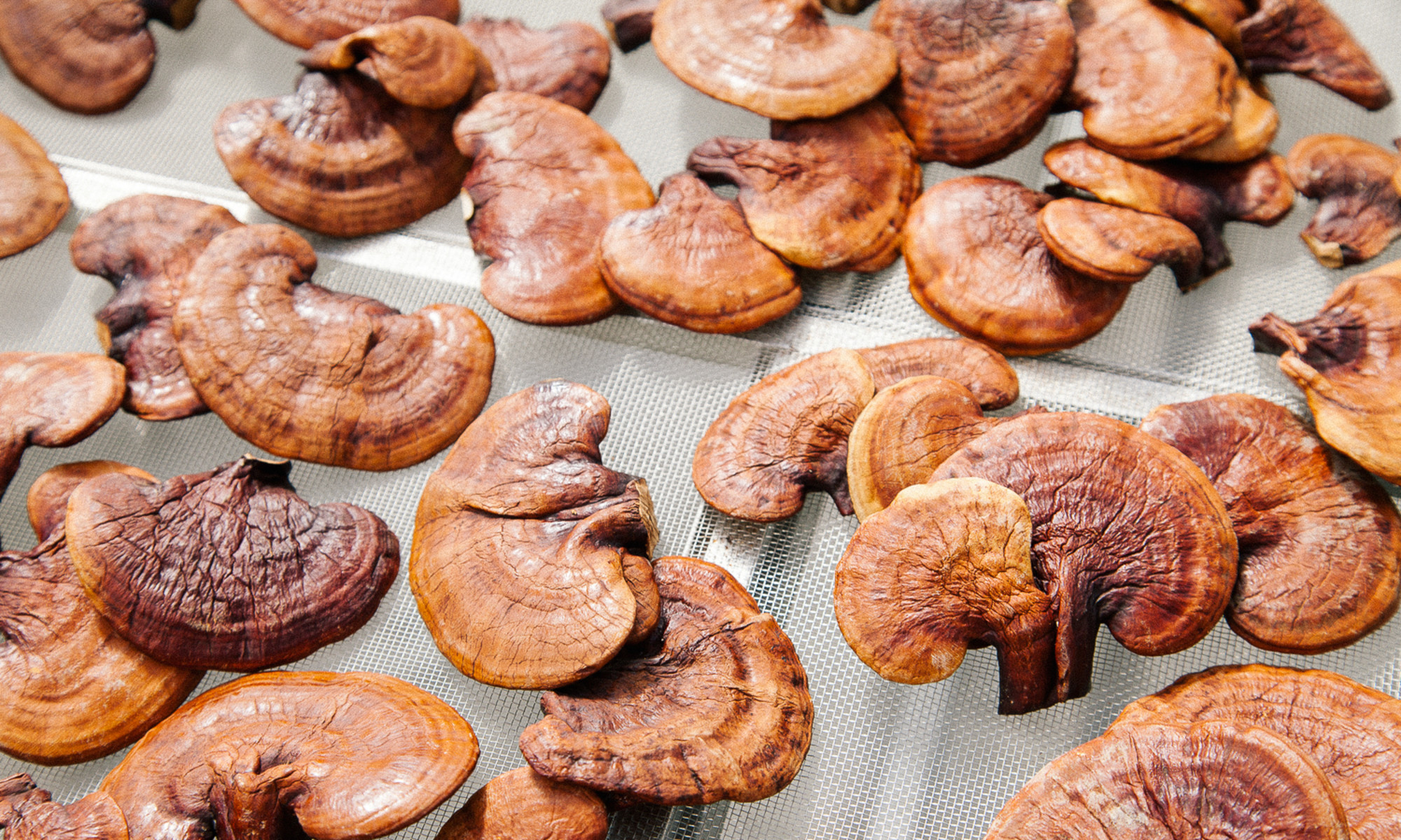 What Are the Modern Applications of Reishi Mushrooms in Wellness?