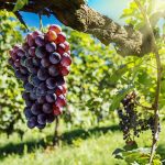 What is the Significant Role of Professional Auditing in Companies?