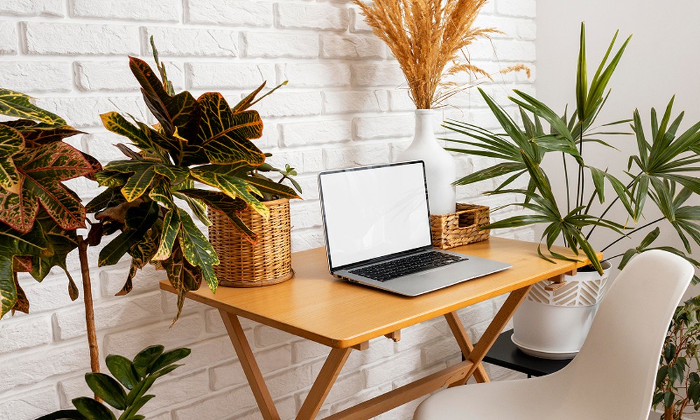 How Office Pot Plants Improve Workplace Ambience and Productivity
